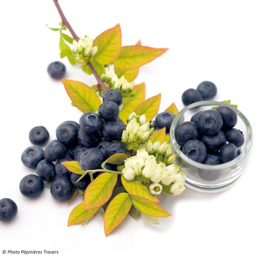 Amerikanische Blaubeere Yello!Berryblue 'Andval1601' - Vaccinium corymbosum (Flowering)