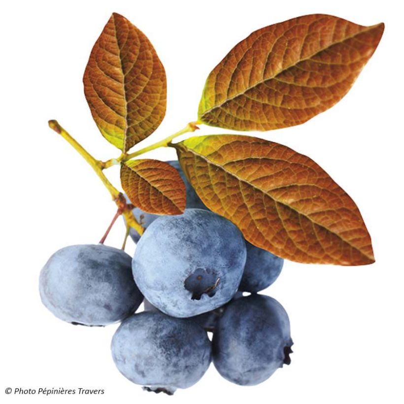Amerikanische Blaubeere Yello!Berryblue 'Andval1601' - Vaccinium corymbosum (Harvest)