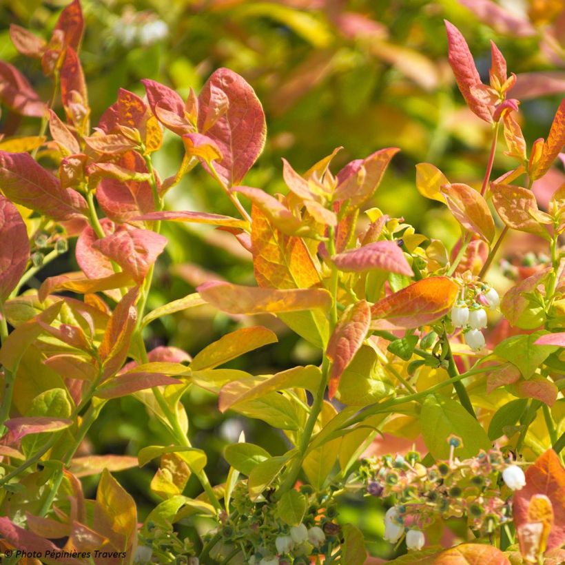 Amerikanische Blaubeere Yello!Berryblue 'Andval1601' - Vaccinium corymbosum (Foliage)