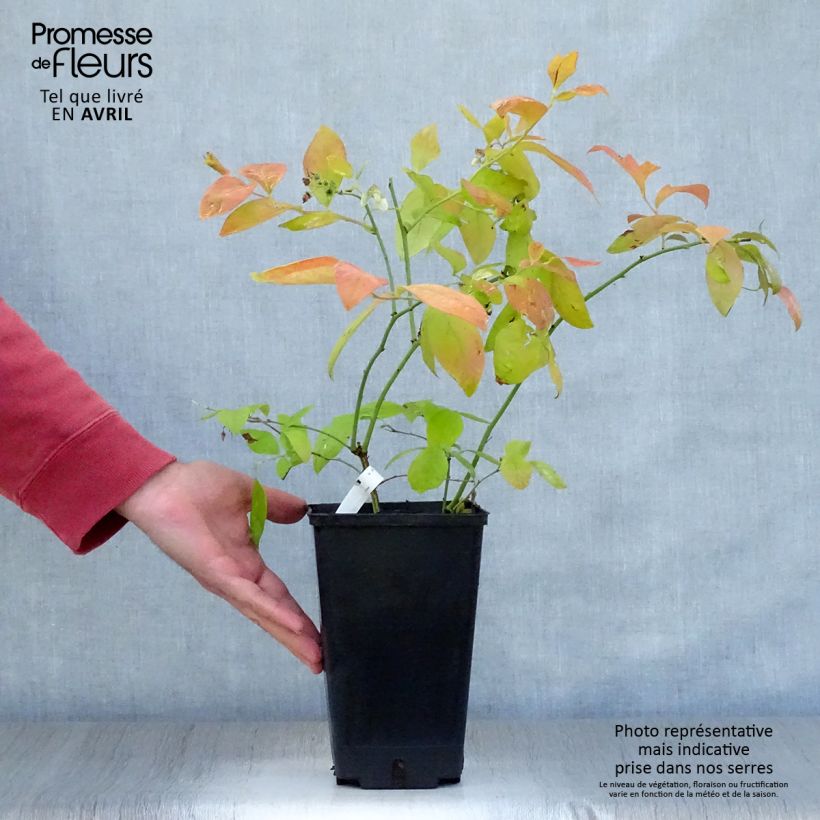 Exemplar von Amerikanische Blaubeere Yello!Berryblue 'Andval1601' - Vaccinium corymbosum Topf mit 2L/3L wie im Frühjahr geliefert