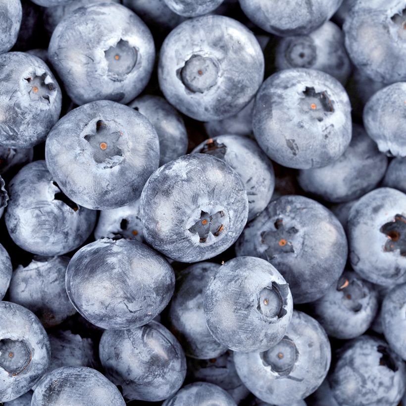 Waldheidelbeeren - Vaccinium myrtillus (Harvest)