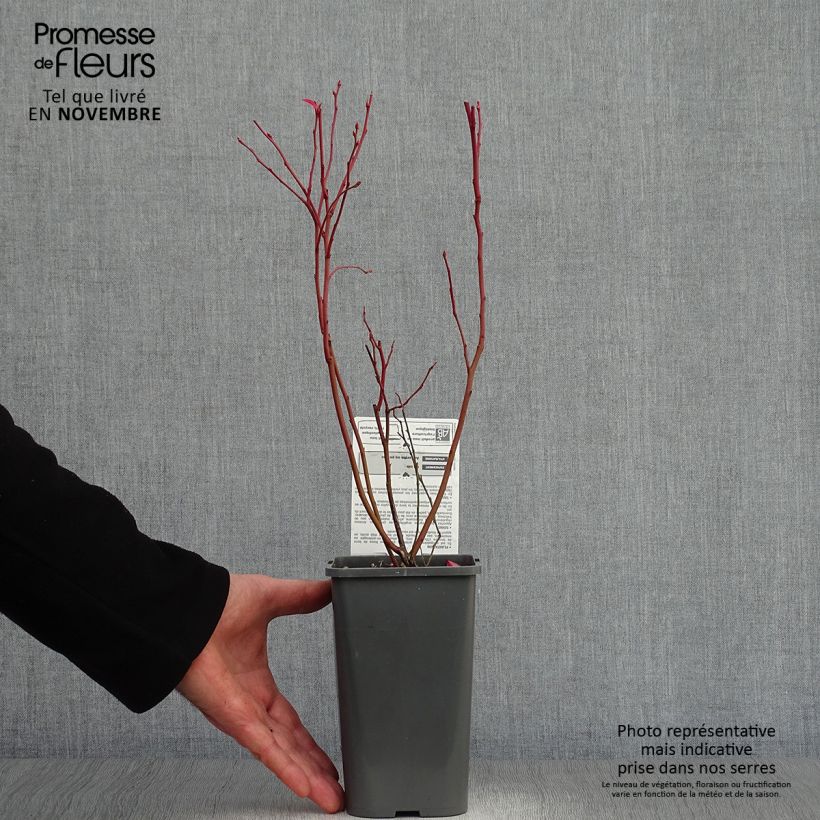 Example of Amerikanische Blaubeere Patriot Bio - Vaccinium corymbosum x myrtillus Topf mit 1,5L/2L, Strauch as you get in automne