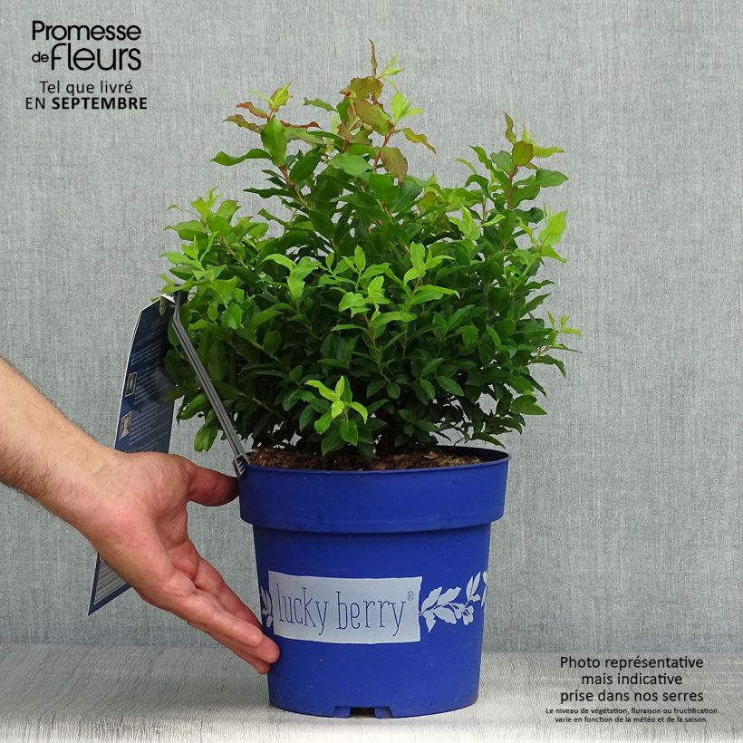 Example of Amerikanische Blaubeere Lucky Berry - Vaccinium corymbosum Topf mit 4L/5L, Strauch/Busch, mehrstämmig as you get in automne