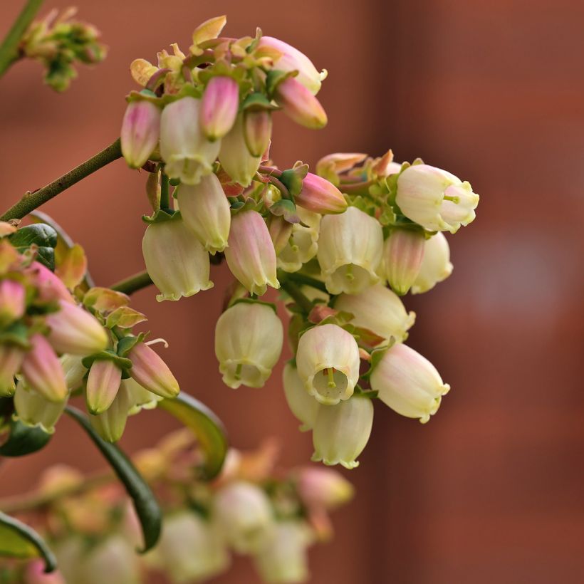 Amerikanische Blaubeere Patriot Bio - Vaccinium corymbosum x myrtillus (Blüte)