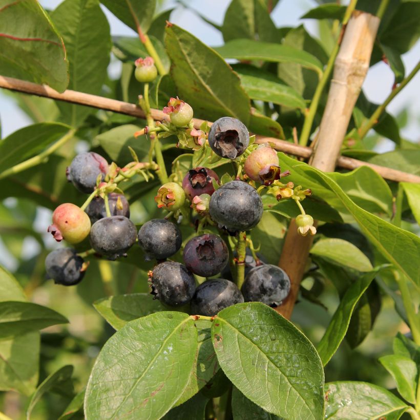 Amerikanische Blaubeere Patriot Bio - Vaccinium corymbosum x myrtillus (Ernte)
