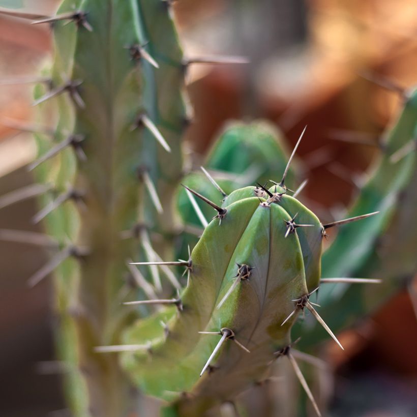 Myrtillocactus geometrizans (Foliage)