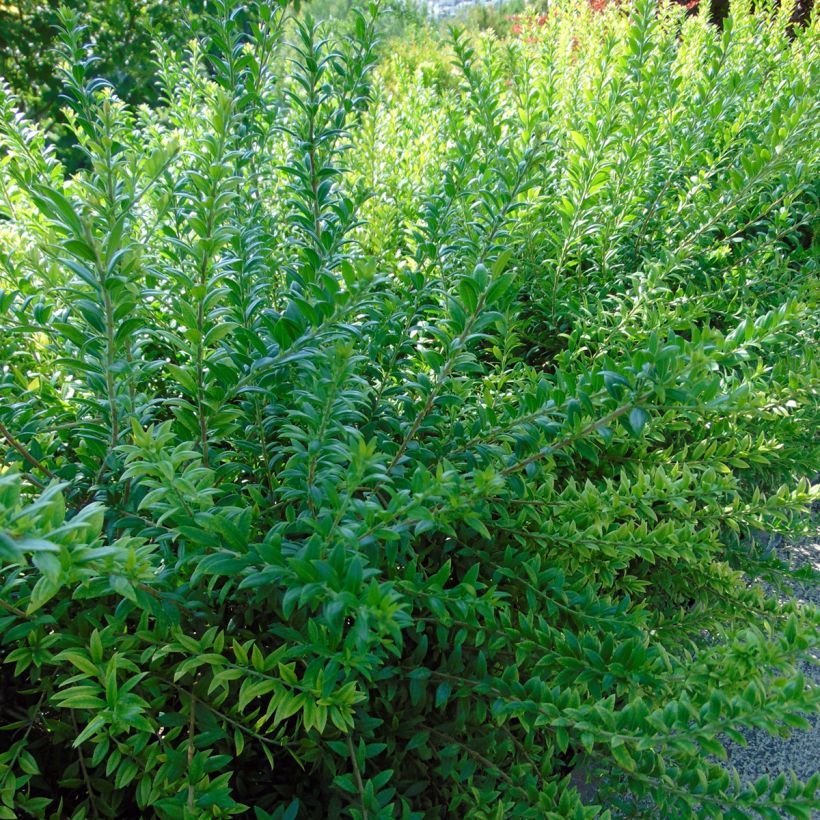 Myrtus communis (Foliage)