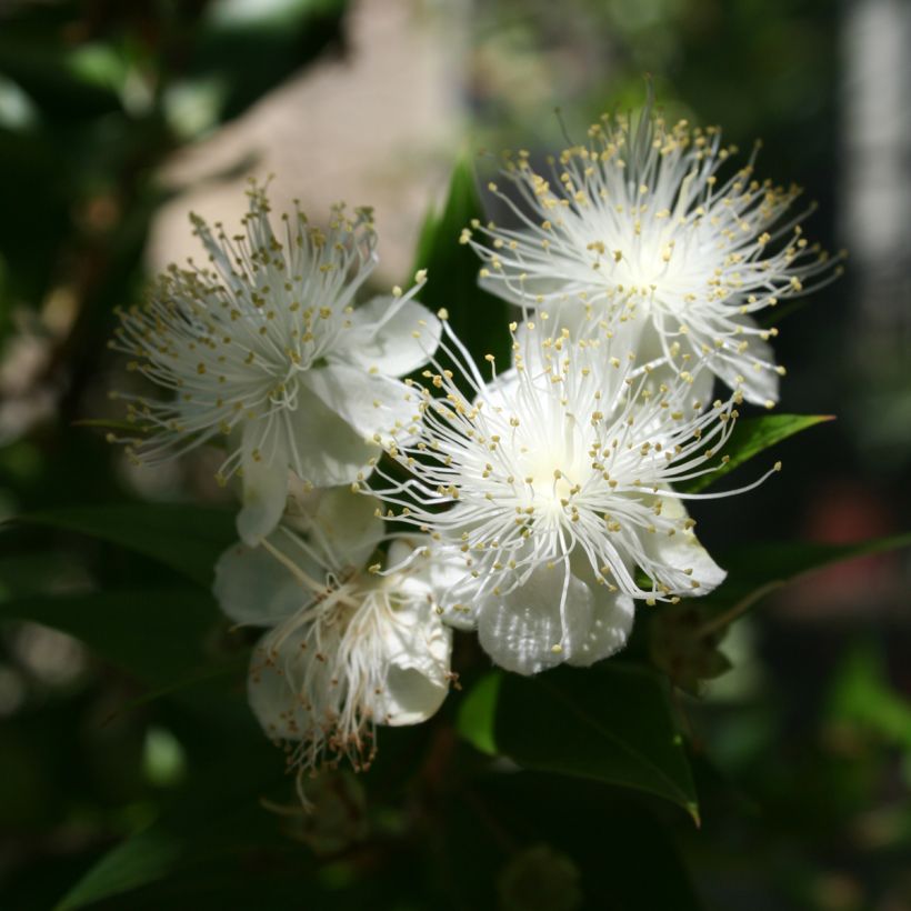 Myrtus communis (Flowering)