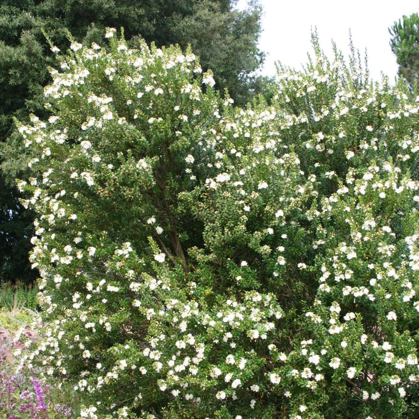 Myrtus communis (Plant habit)