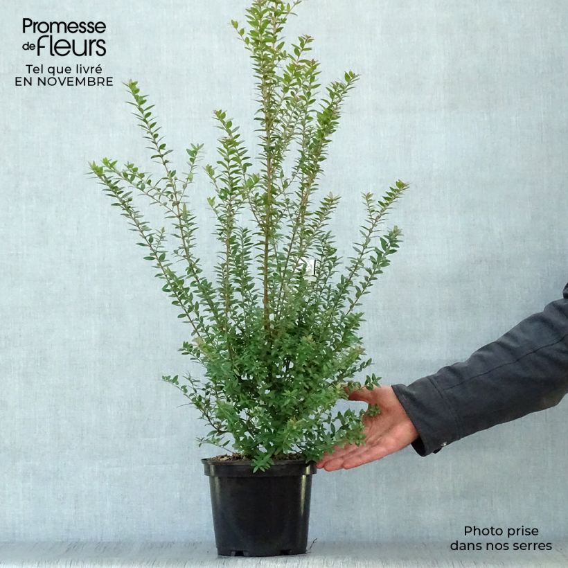 Example of Myrtus communis subsp.tarentina Topf mit 2L/3L as you get in automne