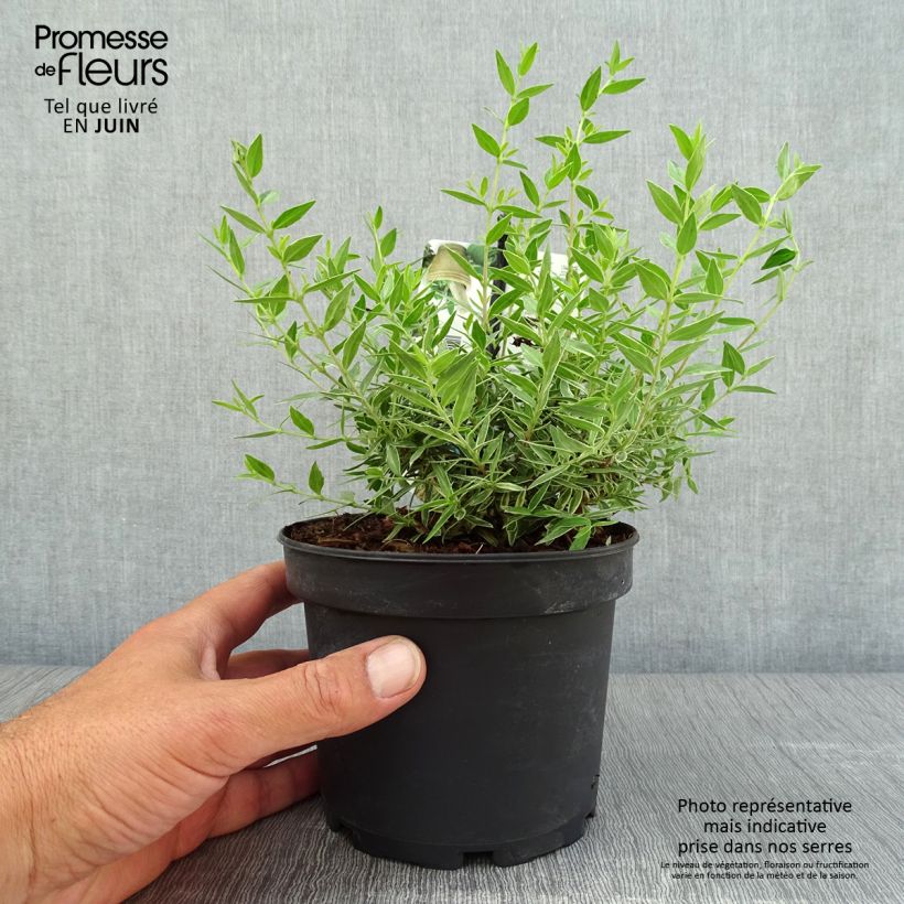 Example of Myrtus communis Variegata Topf mit 1,5L/2L as you get in ete
