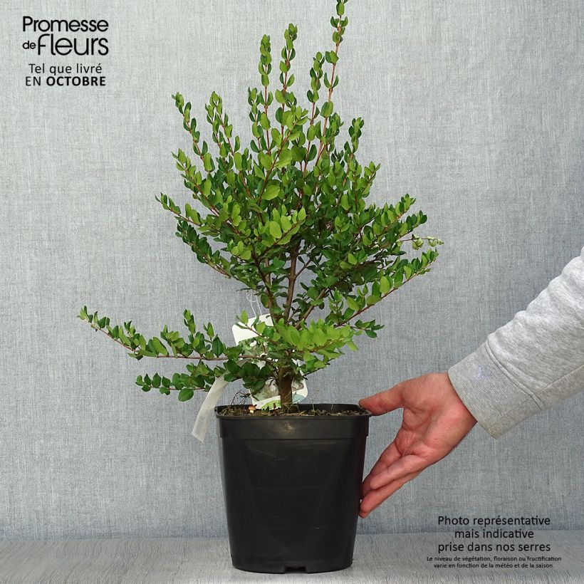 Example of Myrtus luma Topf mit 3L/4L as you get in automne