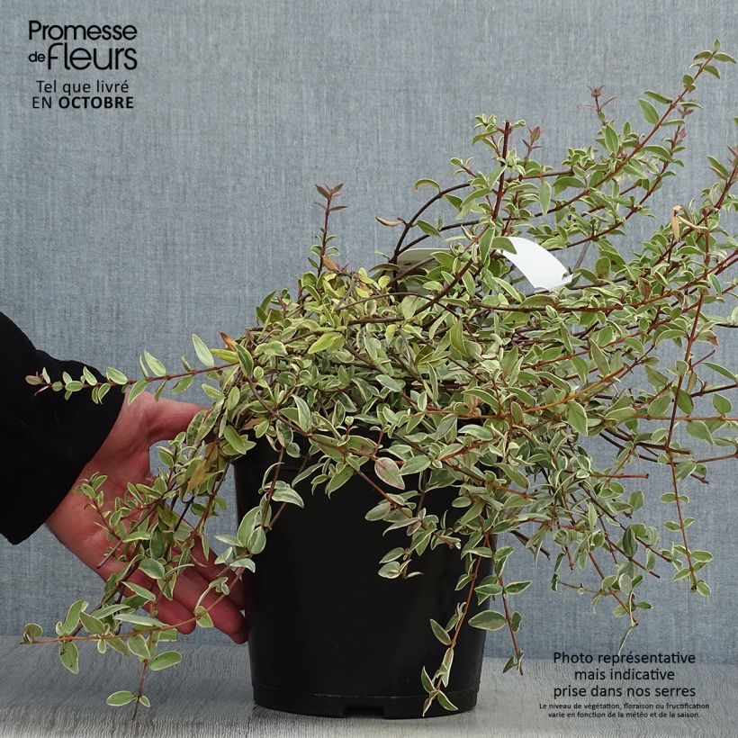 Example of Myrtus ugni Flambeau - Chilenische Guave Topf mit 3L/4L as you get in automne