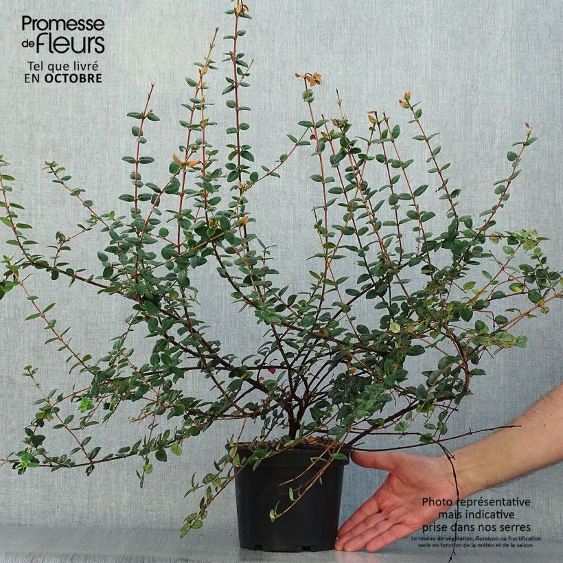 Example of Myrtus ugni - Chilenische Guave Topf mit 2L/3L as you get in automne