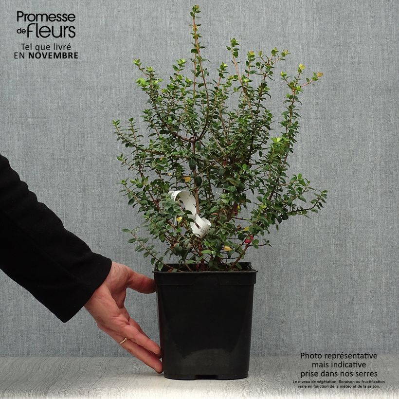Example of Myrtus ugni Butterball - Chilenische Guave Topf mit 2L/3L as you get in automne