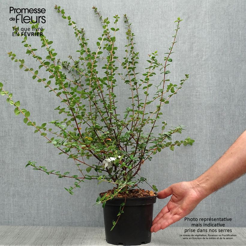 Example of Myrtus ugni Elite - Chilenische Guave Topf mit 2L/3L as you get in automne
