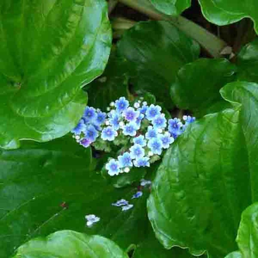 Myosotidium hortensia - Myosotidie (Flowering)