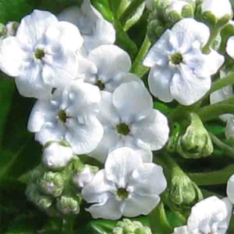 Myosotidium hortensia Alba - Myosotidie (Flowering)