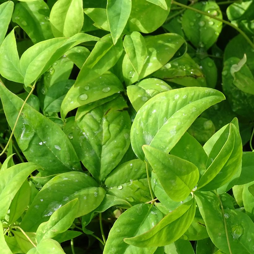 Nandina domestica Wood's Dwarf - Himmelsbambus (Foliage)