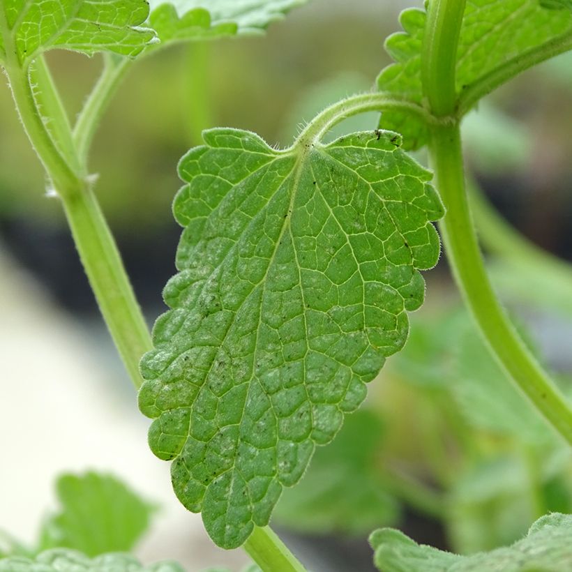 Großblütige Katzenminze Zinser's Giant - Nepeta grandiflora (Foliage)