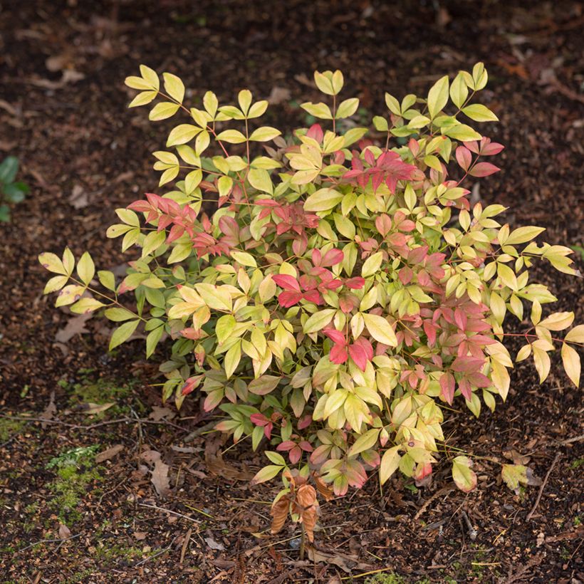 Nandina domestica Obsessed Seika - Himmelsbambus (Plant habit)