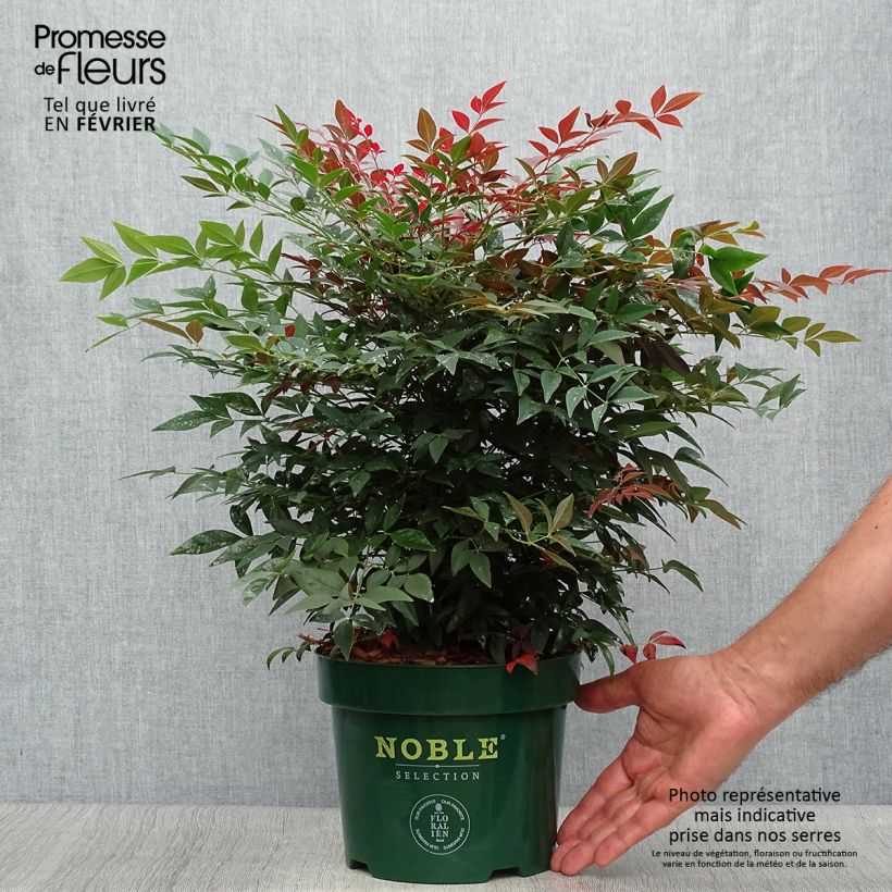 Example of Nandina domestica Obsessed Seika - Himmelsbambus Topf mit 2L/3L as you get in automne