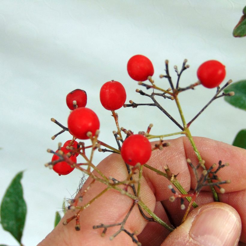 Himmelsbambus - Nandina domestica (Harvest)