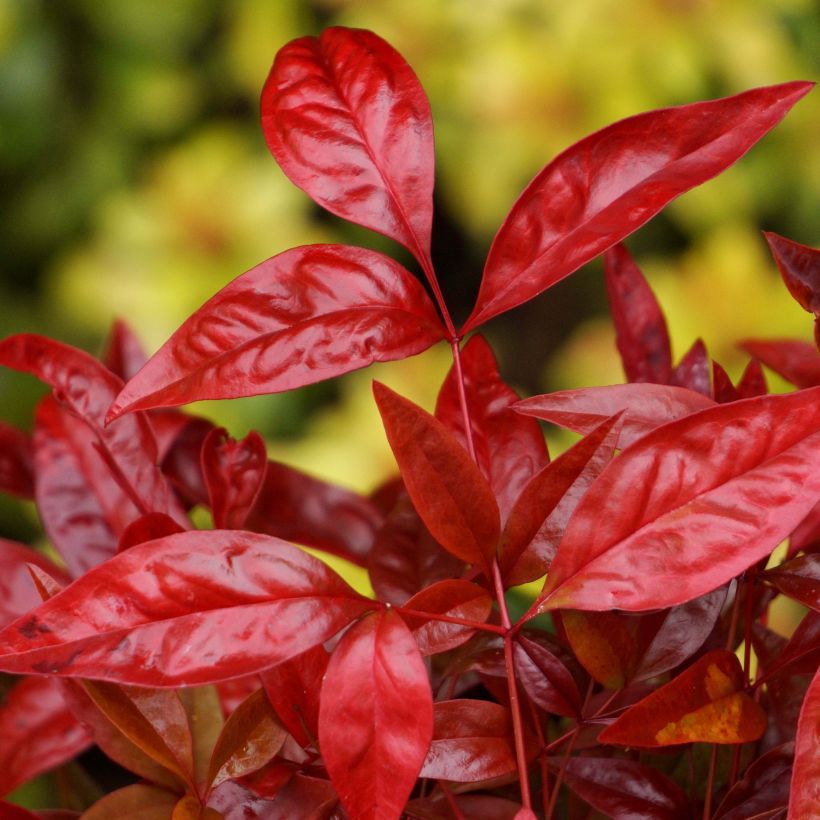 Nandina domestica Blush Pink - Himmelsbambus (Foliage)