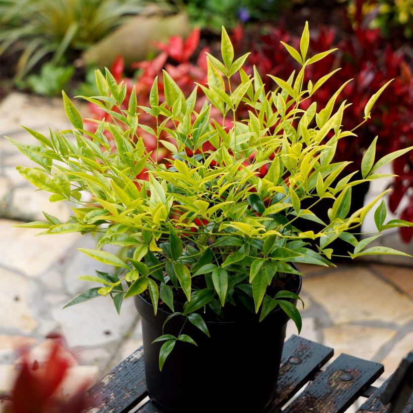 Nandina domestica Brightlight - Himmelsbambus (Plant habit)