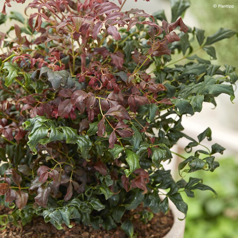 Nandina domestica Curly Obsessed - Himmelsbambus (Laub)