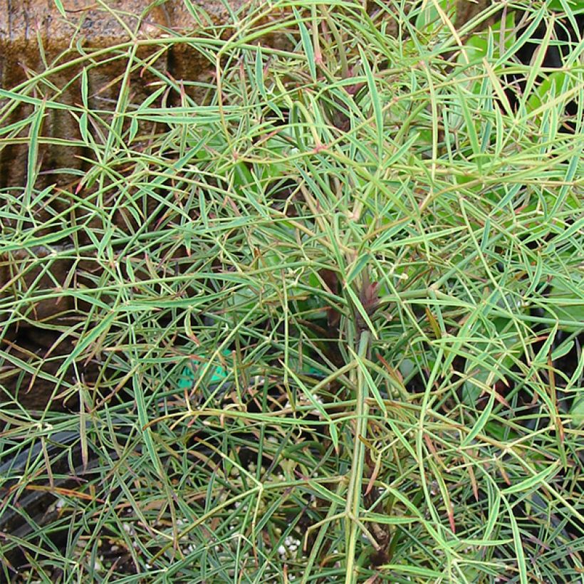 Nandina domestica Filamentosa - Himmelsbambus (Foliage)