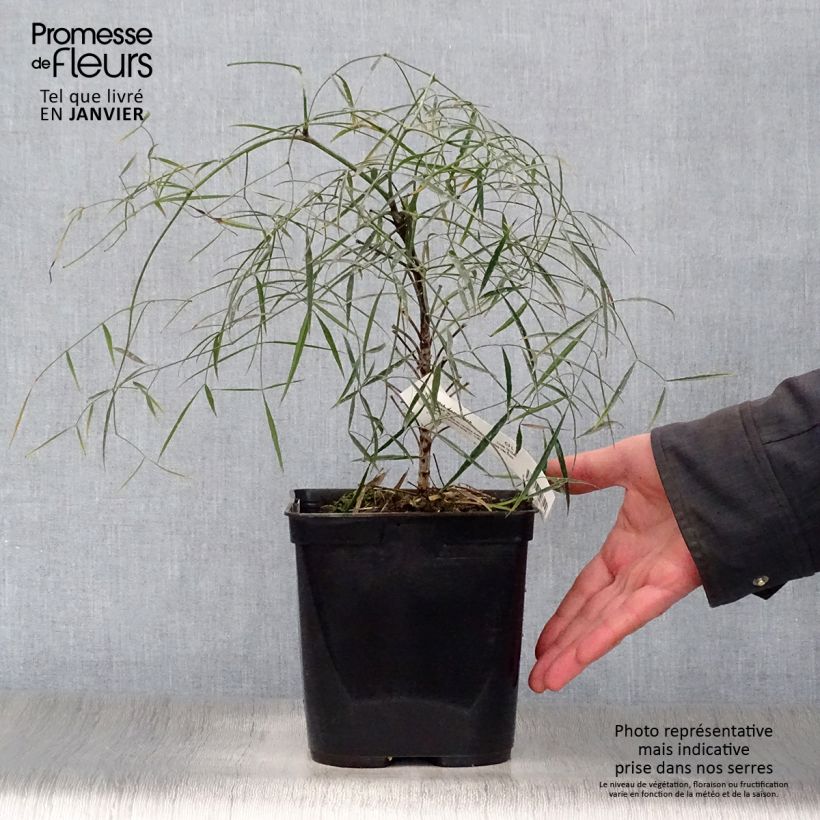 Exemplar von Nandina domestica Filamentosa - Himmelsbambus Topf mit 2L/3L wie im Winter geliefert