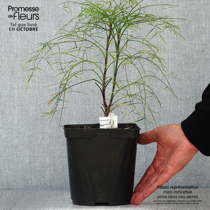 Example of Nandina domestica Filamentosa - Himmelsbambus Topf mit 2L/3L as you get in automne