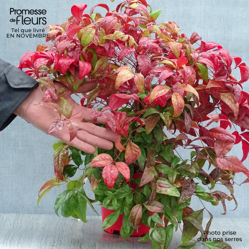 Example of Nandina domestica Fire Power - Himmelsbambus Topf mit 2L/3L as you get in automne