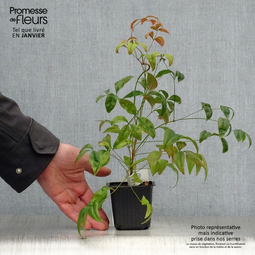 Exemplar von Nandina domestica Fire Power - Himmelsbambus Kleine Töpfe von 8/9 cm wie im Winter geliefert