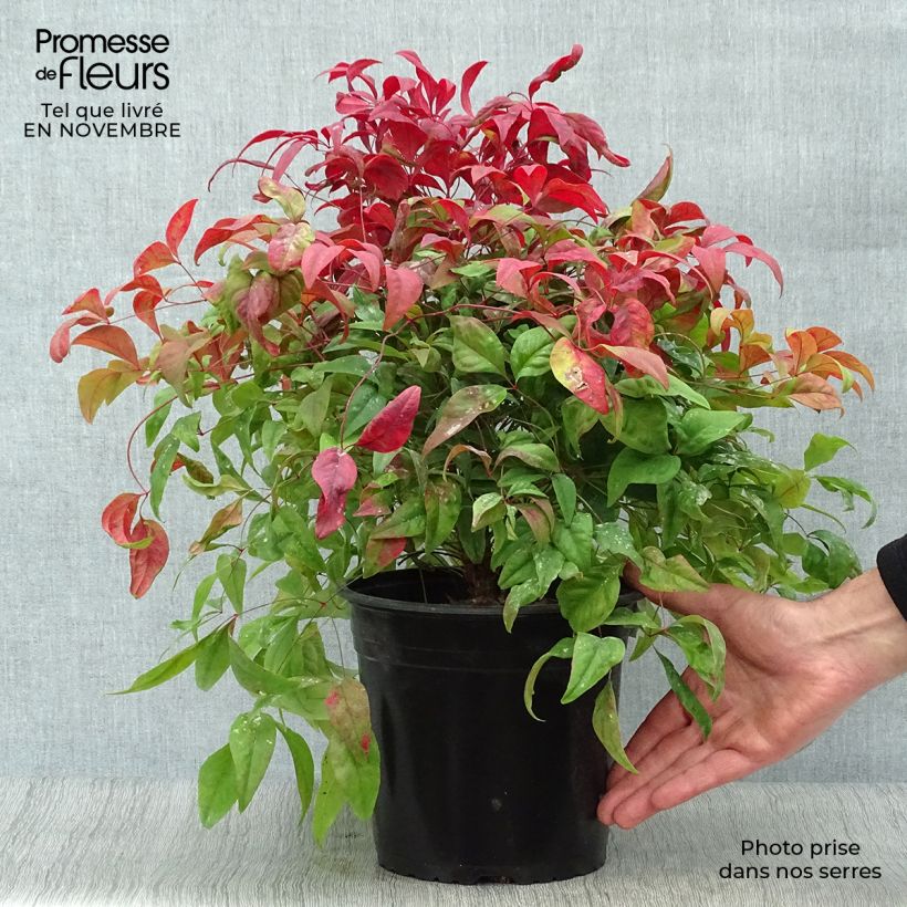 Example of Nandina domestica Fire Power - Himmelsbambus Topf mit 4L/5L as you get in automne