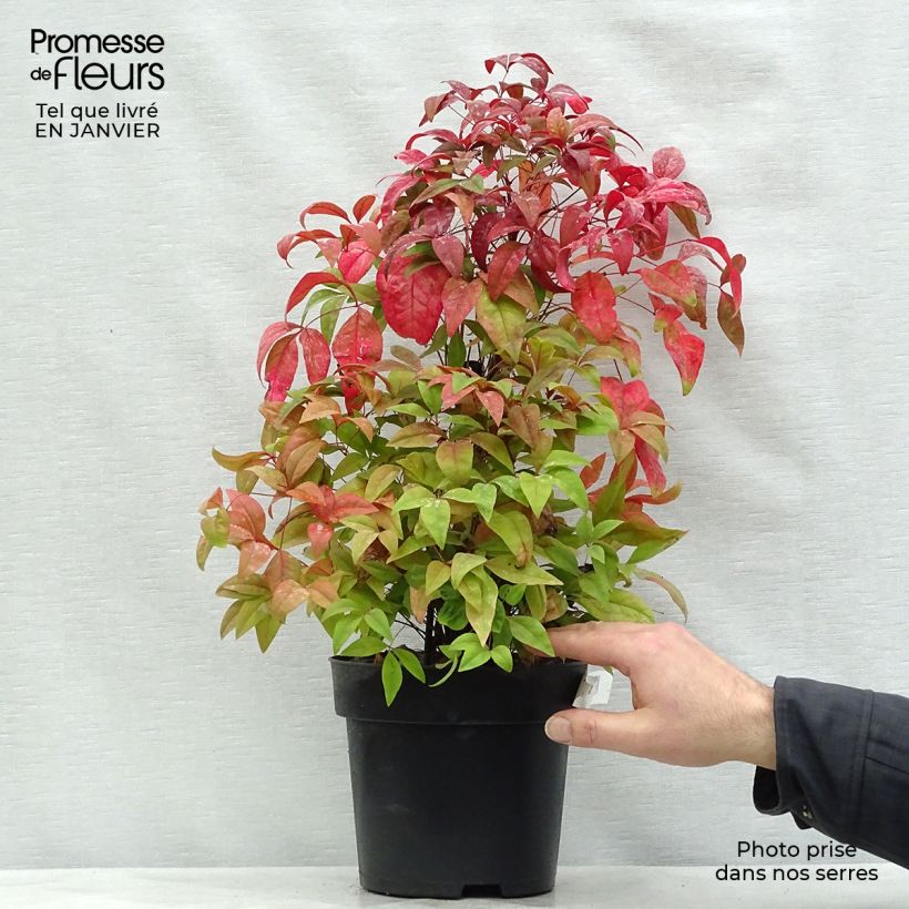 Exemplar von Nandina domestica Fire Power - Himmelsbambus Topf mit 4L/5L wie im Winter geliefert