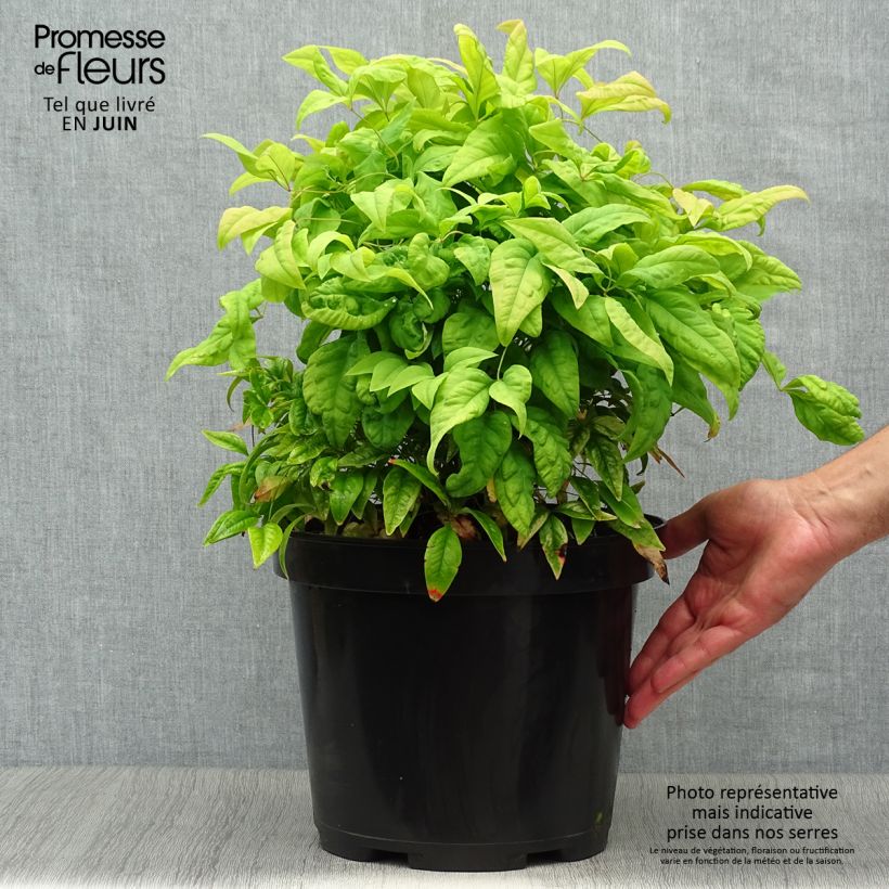 Exemplar von Nandina domestica Fire Power - Himmelsbambus Topf mit 7,5L/10L wie im Sommer geliefert