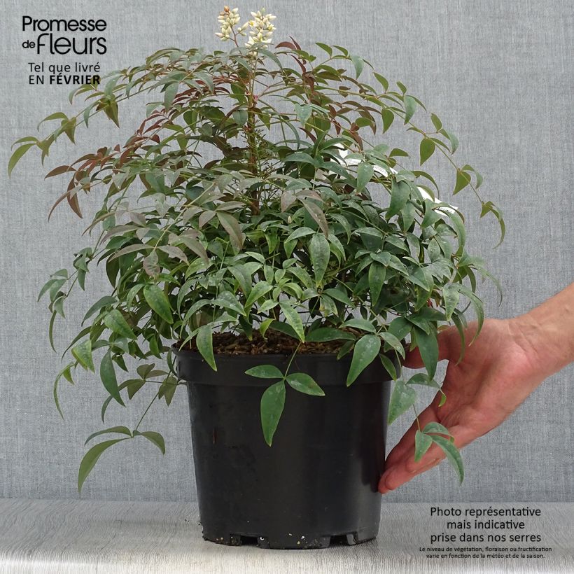Example of Nandina domestica FLIRT Murasaki - Himmelsbambus Topf mit 3L/4L as you get in automne