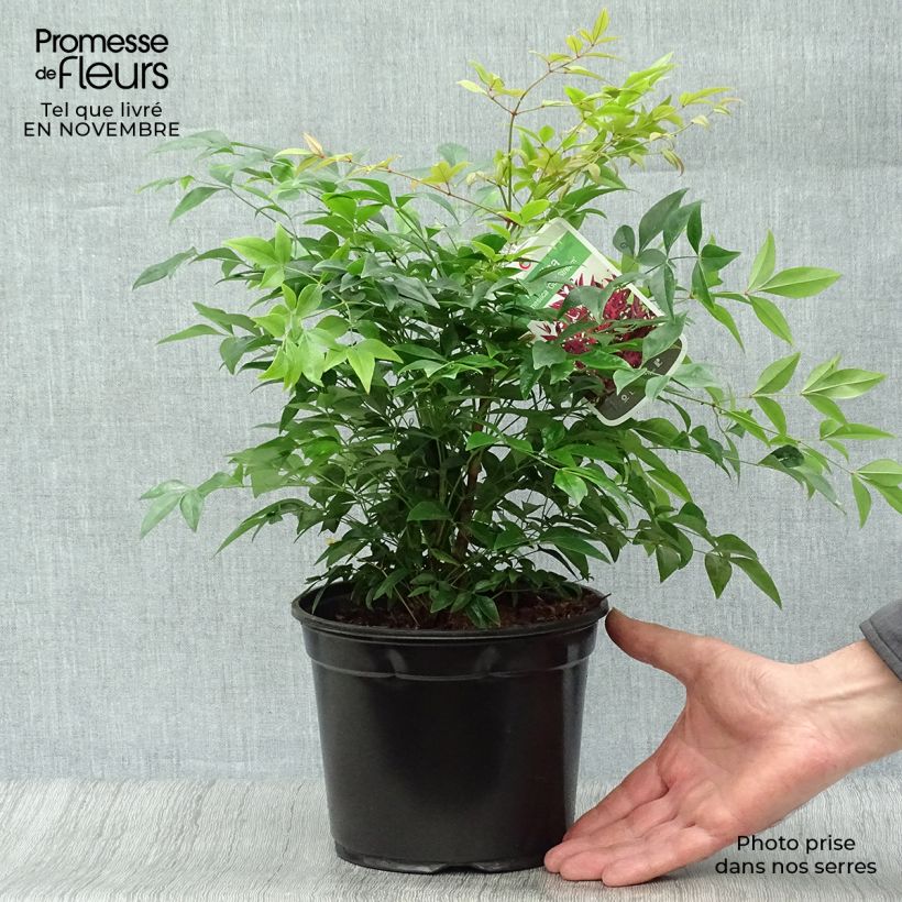 Example of Nandina domestica Gulf Stream - Himmelsbambus Topf mit 2L/3L as you get in automne