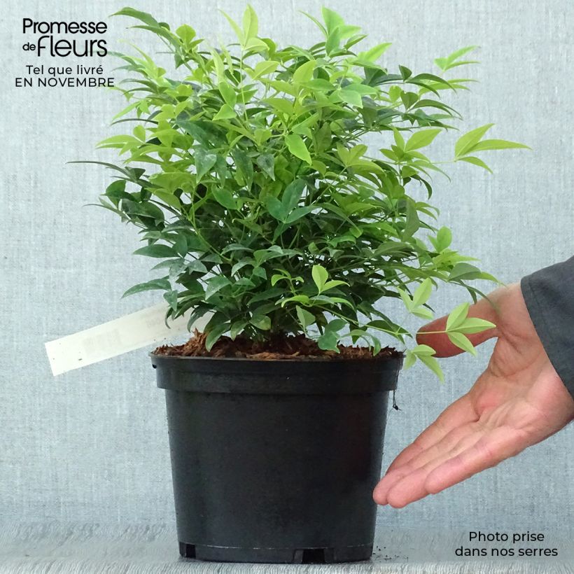 Example of Nandina domestica Lemon and Lime - Himmelsbambus Topf mit 2L/3L as you get in automne