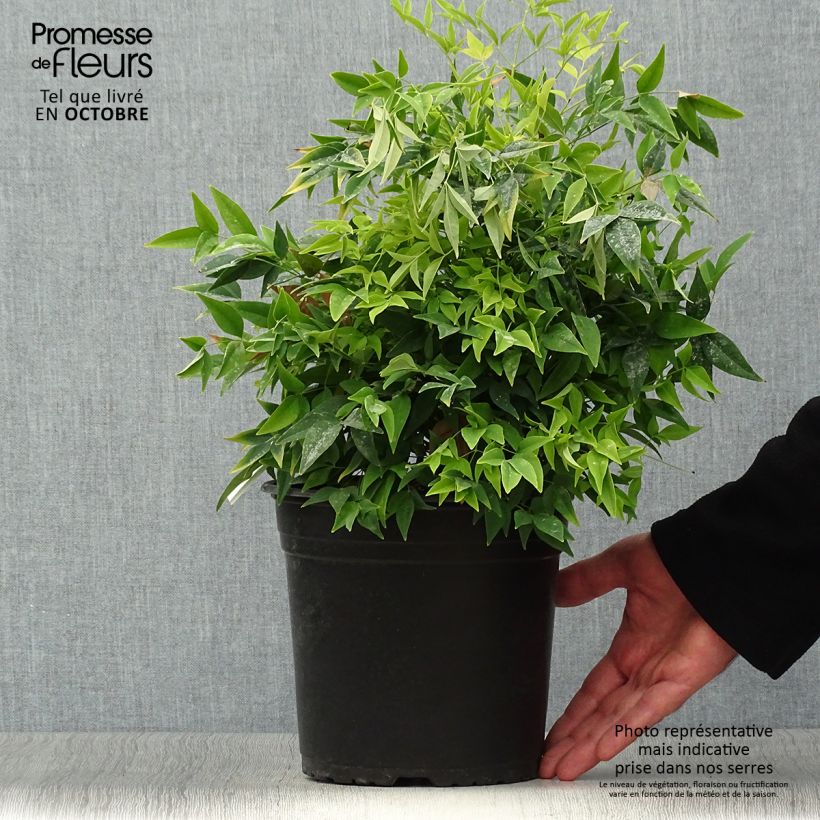 Example of Nandina domestica Lemon and Lime - Himmelsbambus Topf mit 4L/5L as you get in automne
