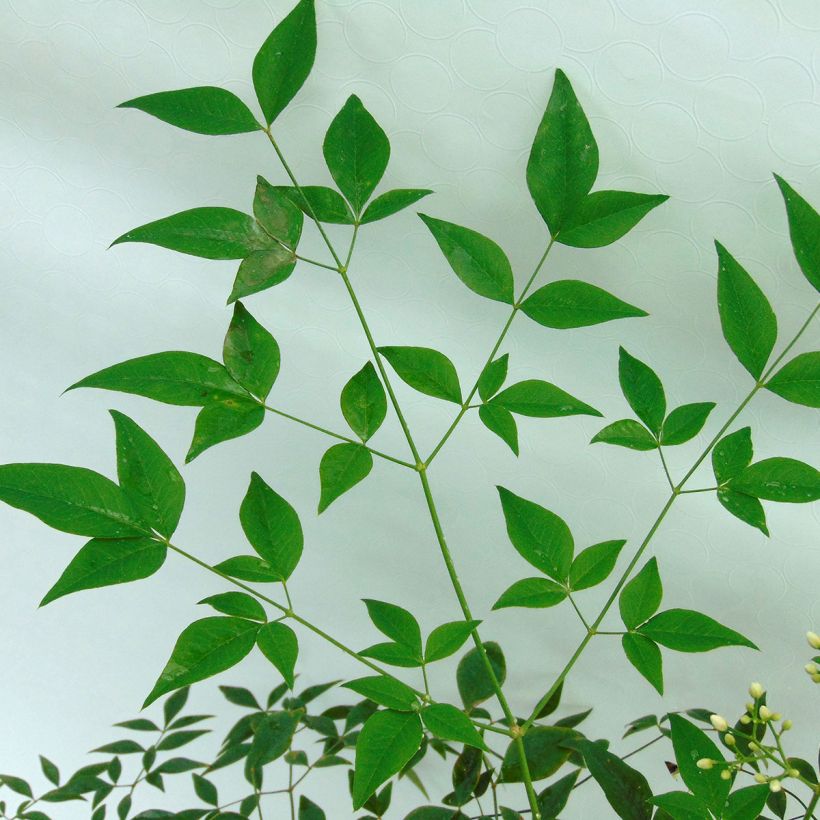 Nandina domestica Richmond - Himmelsbambus (Foliage)