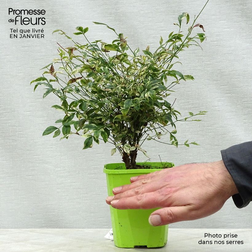 Exemplar von Nandina domestica Twilight - Himmelsbambus Kleine Töpfe von 8/9 cm wie im Winter geliefert