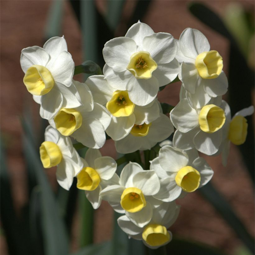 Narcissus tazetta Avalanche (Flowering)