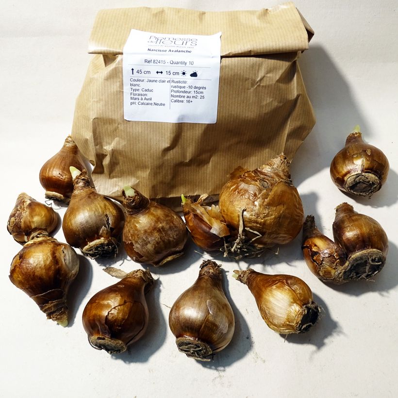 Example of Narcissus tazetta Avalanche Zwiebel size 14+ as you get