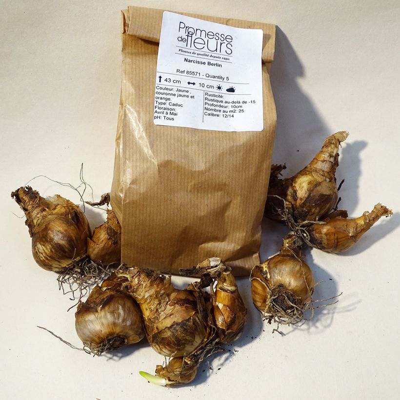 Example of Narcissus Berlin Zwiebel size 12+ as you get