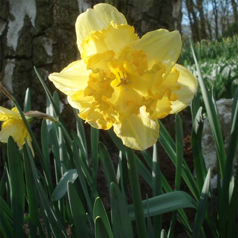 Narcissus Blazing Starlet (Plant habit)