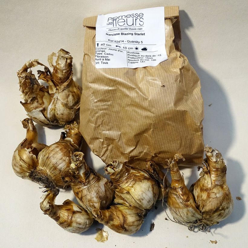 Example of Narcissus Blazing Starlet Zwiebel size 14+ as you get