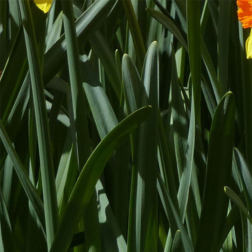 Narcissus Brackenhurst (Foliage)
